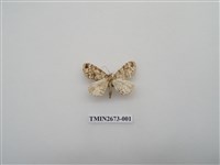 藏品(尺蛾216)的圖片